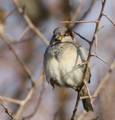 House Sparrow on branch, Passer domesticus