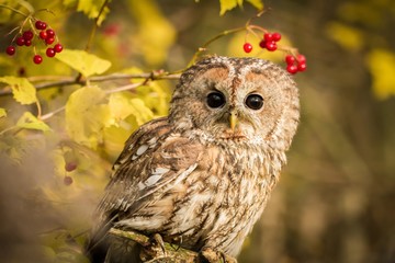 Tawny Owl