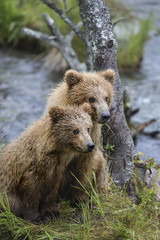 Fototapeta premium Brown Bear