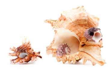Sea shell white background