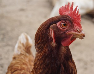 gallina