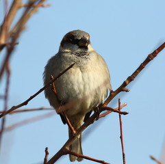 House Sparrow on branch, Passer domesticus