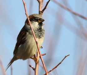 House Sparrow on branch, Passer domesticus