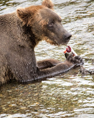 Obraz premium Katmai Brown Bears