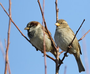 House Sparrow on branch, Passer domesticus