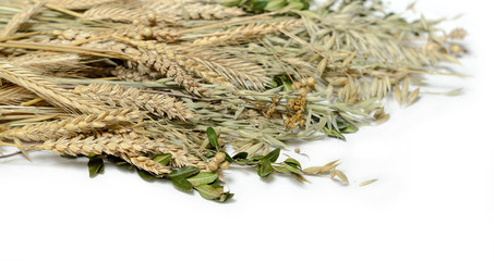 Stems of wheet, rye, flax, oat and periwinkle on white background. Concept symbol of welfare and wealth. Harvest. Ukrainian and slavic national food as basis of bread.