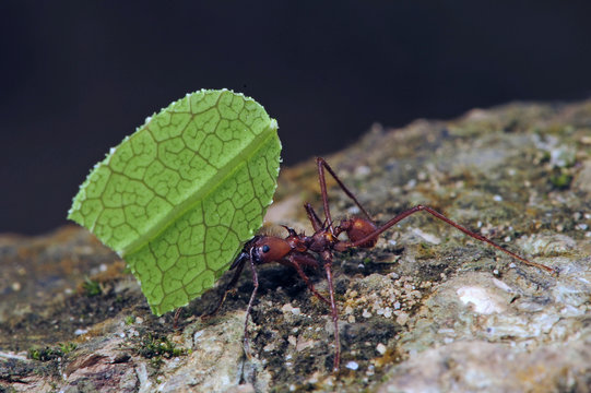 Blattschneiderameisen - leafcutter ants / Honduras