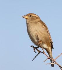 House Sparrow on branch, Passer domesticus