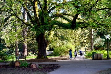 Big Leaf Maple with Pedestrians