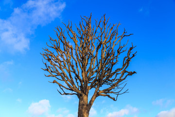 tree without leaves in winter
