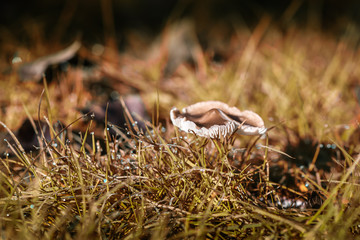 Autumn forest mushroom