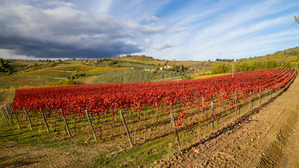 Colorful and bright path between the vines of the Tuscan landscape in the fall