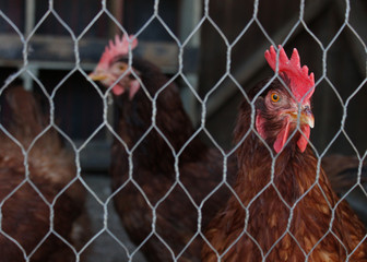 Red Chickens behind Wire Mesh
