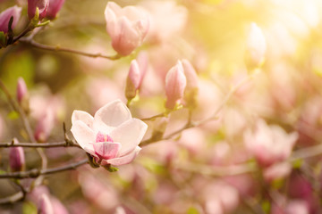 Blossoming of pink magnolia flowers in spring time, floral background