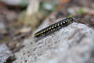 Cyanide MIllipede 01