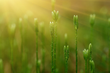 Blooming stagshorn clubmoss, Lycopodium clavatum growing in the green spring forest, botanical natural background