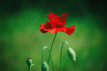 Fototapeta premium Red poppy flower blooming in the green grass field, floral natural spring background, can be used as image for remembrance and reconciliation day