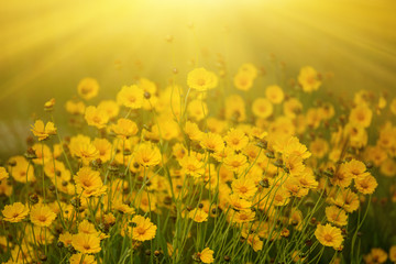 Rudbekia flowers field, blossoming at summer time, floral summer sunny background