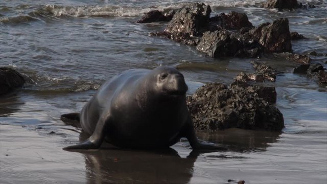 ELEPHANT SEAL EMERGES FROM THE SURF.   In slow motion, 60 fps.