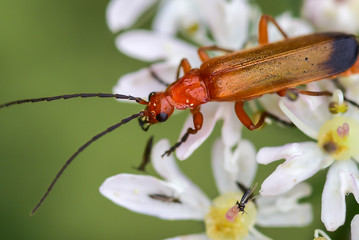 Love - bugs copulating
