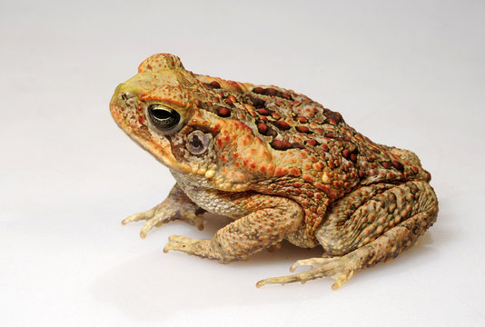 Aga-Kr&ouml;te (Rhinella marina) - Cane toad - Freisteller