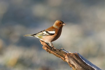 Chaffinch, Fringilla coelebs