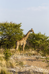 Giraffe, Etosha National Park, Namibia