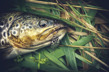Picturesque trout is caught on a bait.
