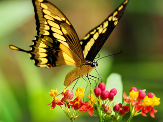 Schmetterling / Butterfly