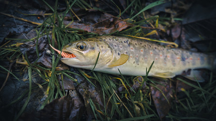 Obraz premium Picturesque trout is caught on a bait.