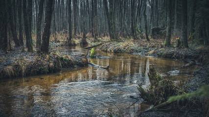 Quiet forest stream.