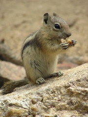 Squirrel Snack 2