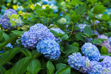 Blue Hydrangea