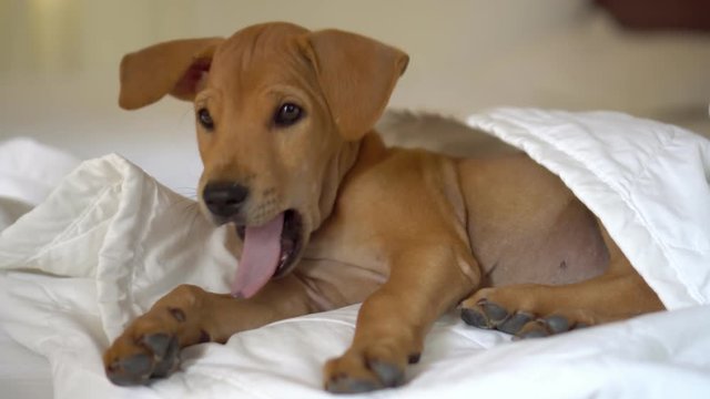 The little puppy yawns in a white bed. The little puppy woke up recently and looks in the camera. the little brown puppy..