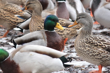 Drake and Hen Mallards  (Anas platyrhynchos) standing on dry land.  

