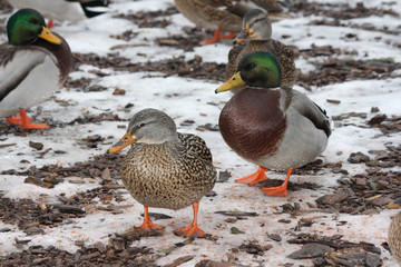 Drake and Hen Mallards  (Anas platyrhynchos) standing on dry land.  

