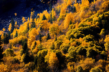 Fototapeta premium arbres aux couleurs d'automne