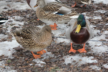 Drake and Hen Mallards  (Anas platyrhynchos) standing on dry land.  

