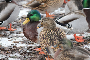 Drake and Hen Mallards  (Anas platyrhynchos) standing on dry land.  

