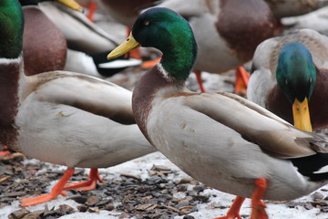 Mallard Drake (Anas platyrhynchos) standing on dry land.  

