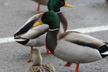 Mallard Drake (Anas platyrhynchos) standing on dry land.  


