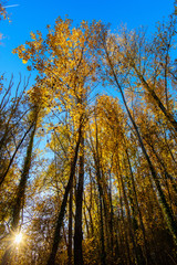 l'automne sur le lac