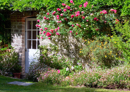 Petits jardin fleuri et rosier sur façade de maison