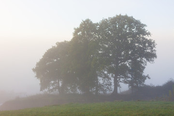 Trees in the morning fog near Oviedo, Asturias, Spain