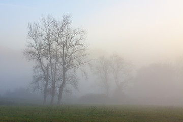 Fototapeta na wymiar Trees in the morning fog near Oviedo, Asturias, Spain
