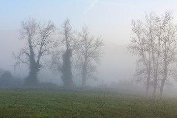 Fototapeta na wymiar Trees in the morning fog near Oviedo, Asturias, Spain