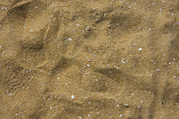 Sandy Beach with small shells in sand