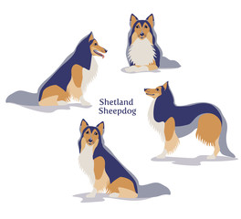 Shetland Sheepdog or Shetland Collie Vector illustration in different poses isolated on white background.