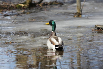 Male Mallard Duck in a partially thawed pong in early spring