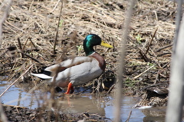 Mallard Drake climbing out of a water filled ditch.